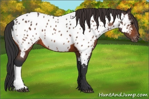 Horse Color: Unknown 