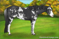 Horse Color:Black Sabino
