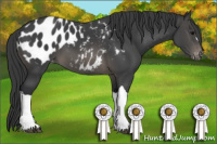 Horse Color:Brown Appaloosa 