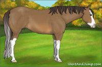 Horse Color:Buckskin Splash 