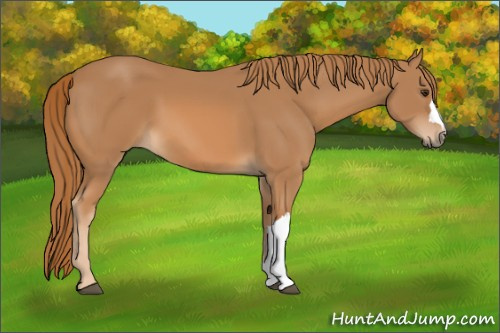 Horse Color: Chestnut 