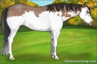 Horse Color:Bay Roan Splash Frame