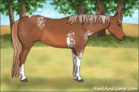 Horse Color:White Spotted Liver Chestnut Tobiano 