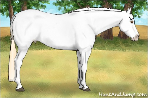 Horse Color:Buckskin Roan Dun Appaloosa 