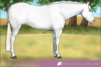 Horse Color:Buckskin Roan Dun Blanket 