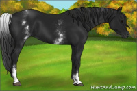 Horse Color:Gray White Spotted Smoky Black 