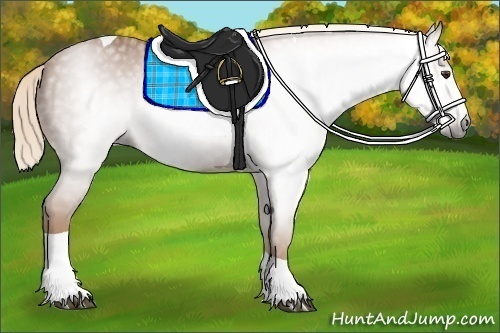 Horse Color:Unknown 