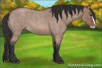 Horse Color:Unknown 