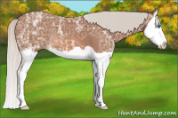 Horse Color:Silver Bay Ice Splash 