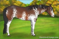 Horse Color:White Spotted Bay 