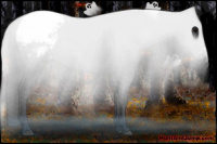 Horse Color:Brown Appaloosa 