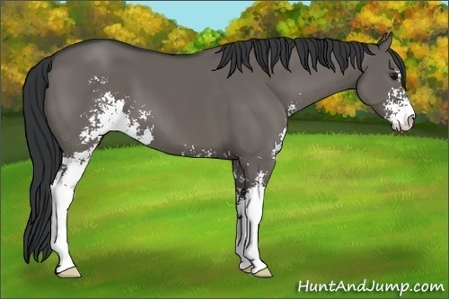 Horse Color: Grullo Sabino 