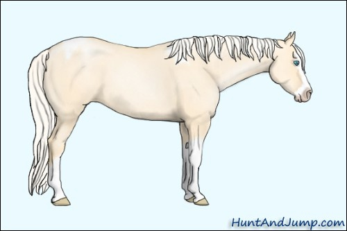 Horse Color: Unknown 