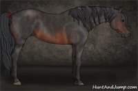 Horse Color:Brown Rabicano Brindle