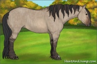 Horse Color:Brown Dun Rabicano  Brindle