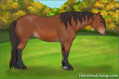 Horse Color: Bay 