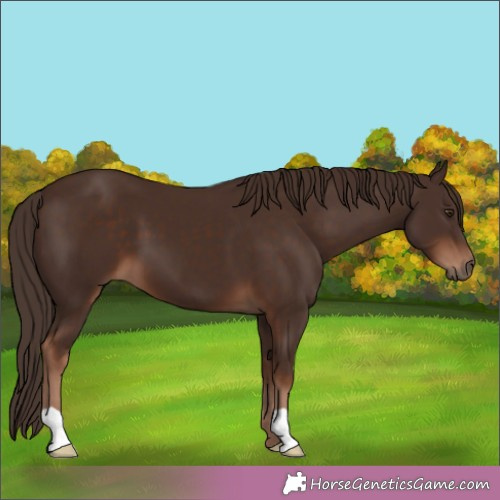 Horse Color: Liver Chestnut 
