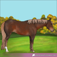 Horse Color:Liver Chestnut 