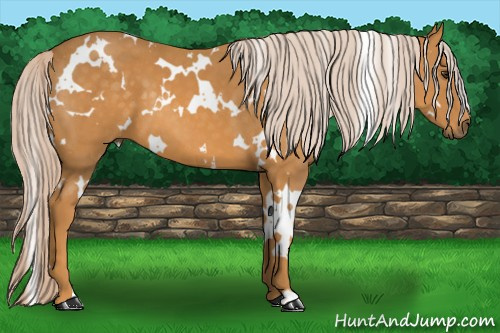 Horse Color: White Spotted Chocolate Palomino 