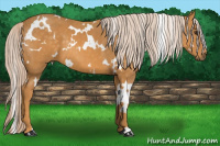 Horse Color:White Spotted Chocolate Palomino