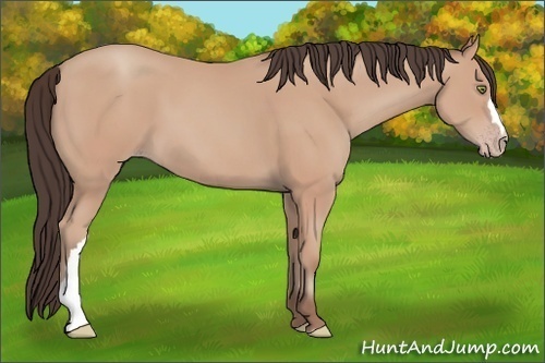 Horse Color: Amber Champagne 