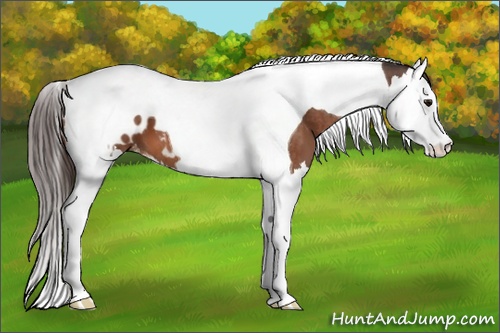 Horse Color:Bay Splash Tobiano Appaloosa  Brindle
