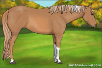 Horse Color:Chestnut Tobiano