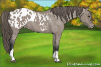 Horse Color:Grullo Appaloosa