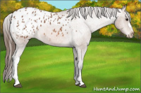 Horse Color:Bay Appaloosa
