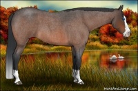 Horse Color:Bay Roan Splash 