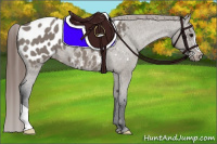 Horse Color:Grullo Blanket 