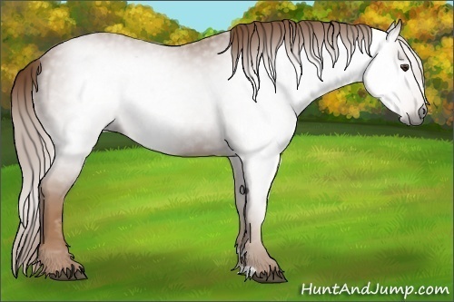 Horse Color:Gray Chestnut 
