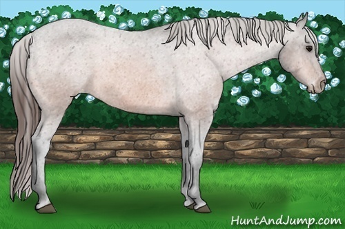 Horse Color:Bay Appaloosa 