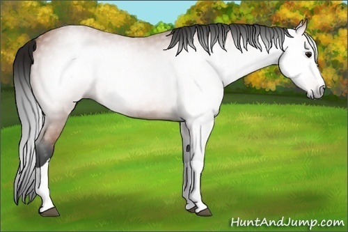Horse Color:Gray Bay Splash 