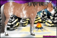 Horse Color:White Spotted Bay 