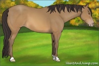 Horse Color:Sable Cream Champagne 