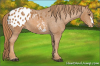 Horse Color:Chestnut Appaloosa