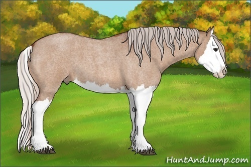 Horse Color: Silver Bay Roan Dun Splash 