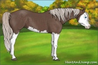 Horse Color:Silver Black Splash 
