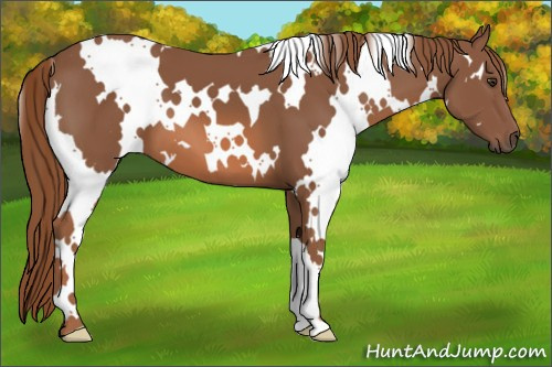 Horse Color:White Spotted Liver Chestnut