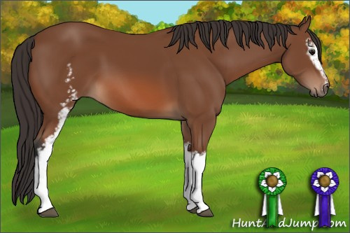 Horse Color: Unknown 