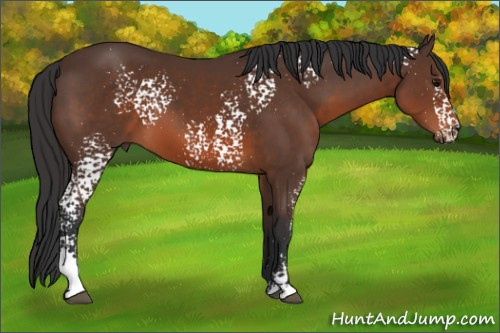 Horse Color: White Spotted Brown 