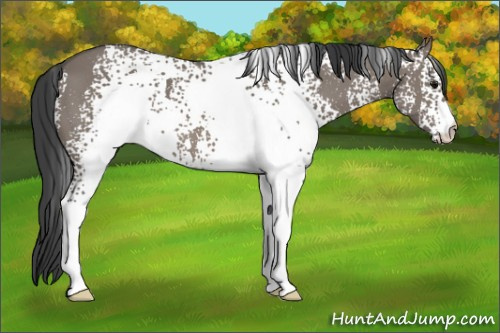 Horse Color: White Spotted Grullo 