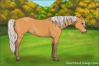 Horse Color:Silver Buckskin 