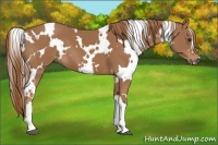 Horse Color:White Spotted Chestnut 