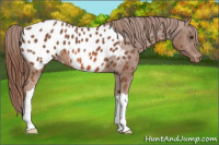Horse Color:Liver Chestnut Appaloosa 