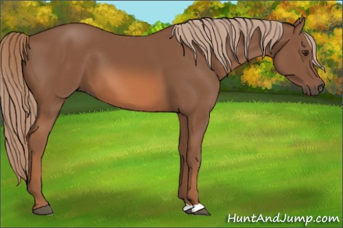 Horse Color: Chestnut 