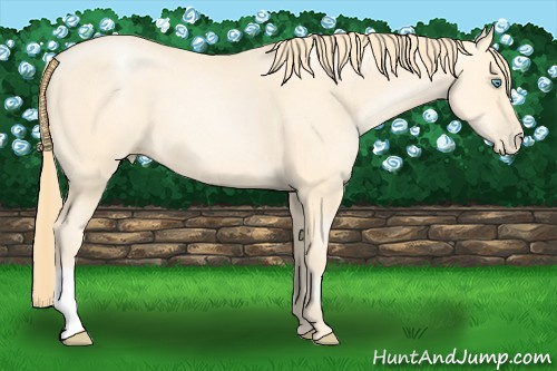 Horse Color: Buckskin Pearl 