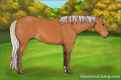 Horse Color: Silver Bay 