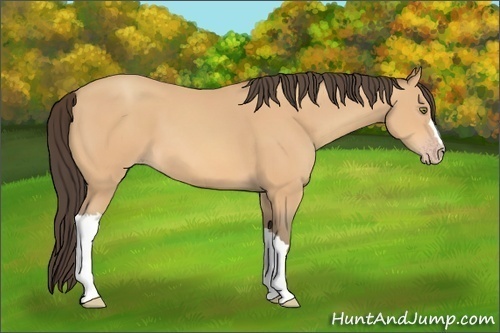 Horse Color: Amber Champagne 